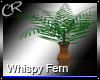 Large Whispy Fern