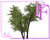 CC Animated Tree v4