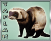 T* Ferret F / M