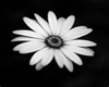 BLK&WHITE FLOWER PICTURE