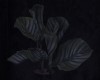 Unpotted Gothic Plant