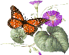 animated butterfly 4