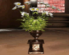 ocilia vase plant
