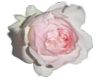 white pink rose