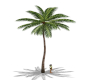zulu palm tree