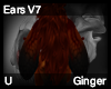 Ginger Ears V7
