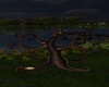 TREE SHELVES