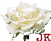 White Rose 04