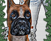 ~my dog
