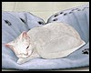 Pillow Cat White Sleep