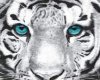 teal eyed tiger picture