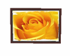 rose picture