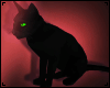 Black Cat Pet