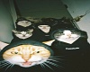 gang cats HF