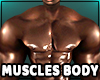 Muscles Body