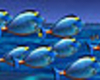 Blue Ocean Fish