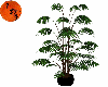 Potted palm animated