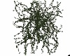 Mur Floral