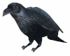 raven animated
