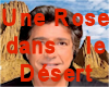 Une ros dans le desert