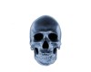 xray skull
