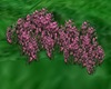 PINK FLOWERS