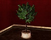 Natalin Ficus