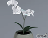 White Orchid Vase