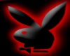 RC BUNNY  BOX
