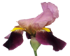 !JBC Purple Iris