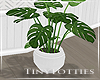 T. Office Plant White