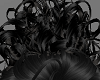 Song Black