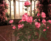 ROSA PINK SAN VALNTIN