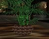 Plant in Pot