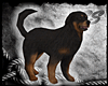 [SS] Dog Labrador (F)