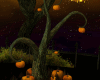 Pumpkins Tree