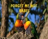 LOVE BIRDS 1