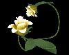 (ts)yellow rose