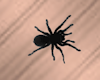 Animation Spider