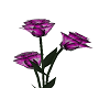 purple vector roses