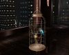 [DJ] Segreti Bird Cage