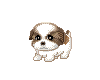MaltiPoo Puppy