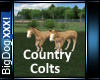 [BD]CountryColts