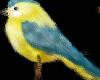 Blue & Yellow Bird