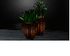 *B3* Plant