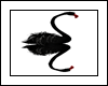 Cisne Negro Solo