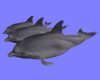 3 DJ Animated Dolphins