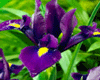IRIS FLOWERS MAUVE
