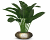 Whisper Winds Plant 1