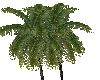 [MJ] Palm Tree